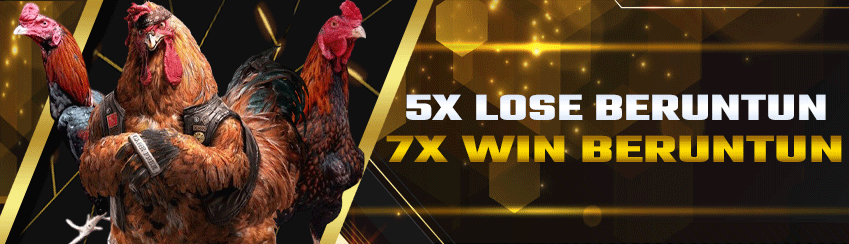 5X LOSE BERUNTUN SABUNG AYAM