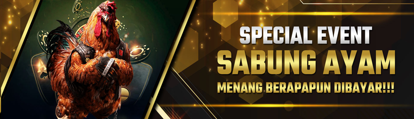 7X WIN BERUNTUN SABUNG AYAM